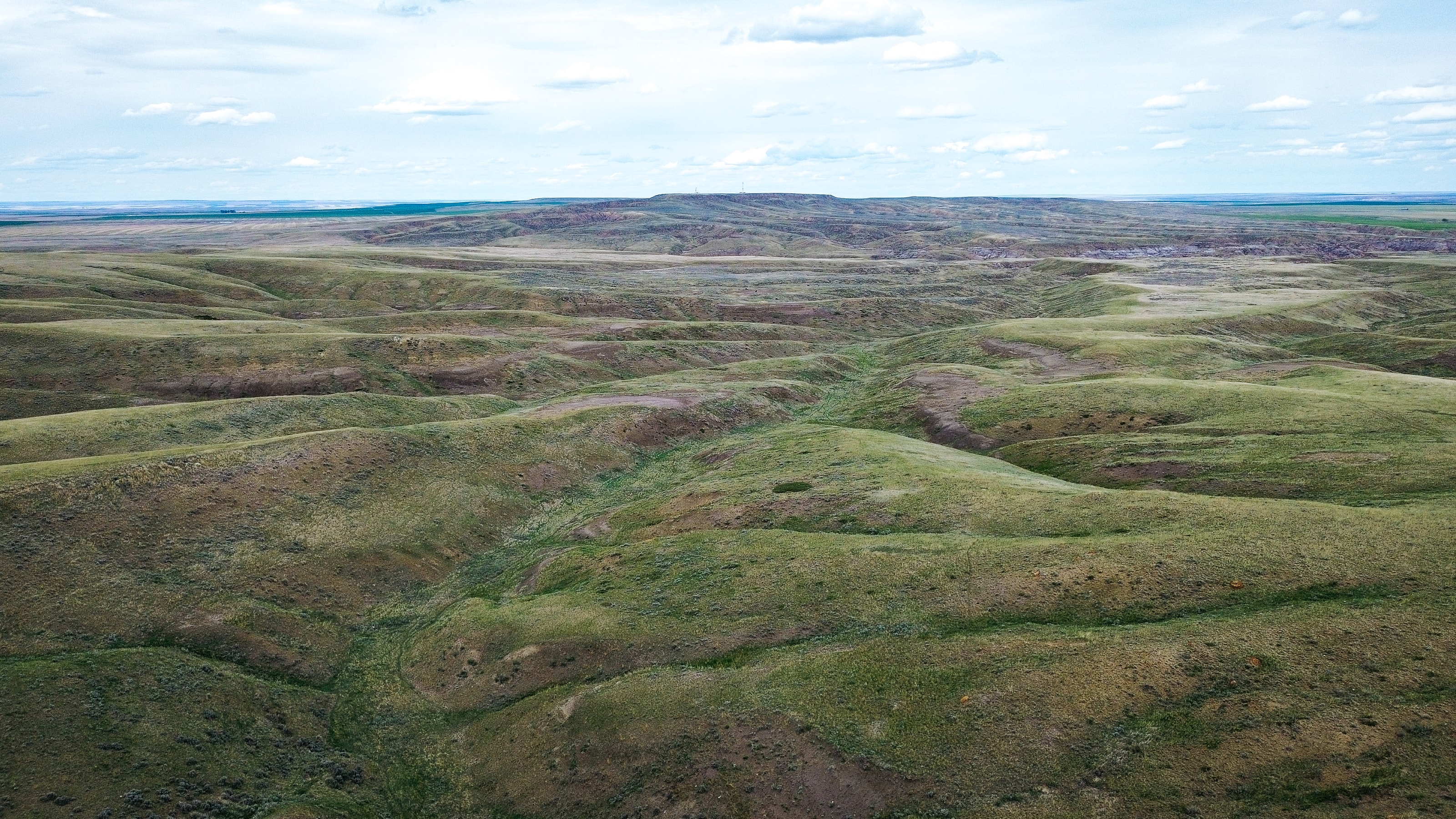 Spanish landscape — Paulownia agroforestry in la España Vaciada