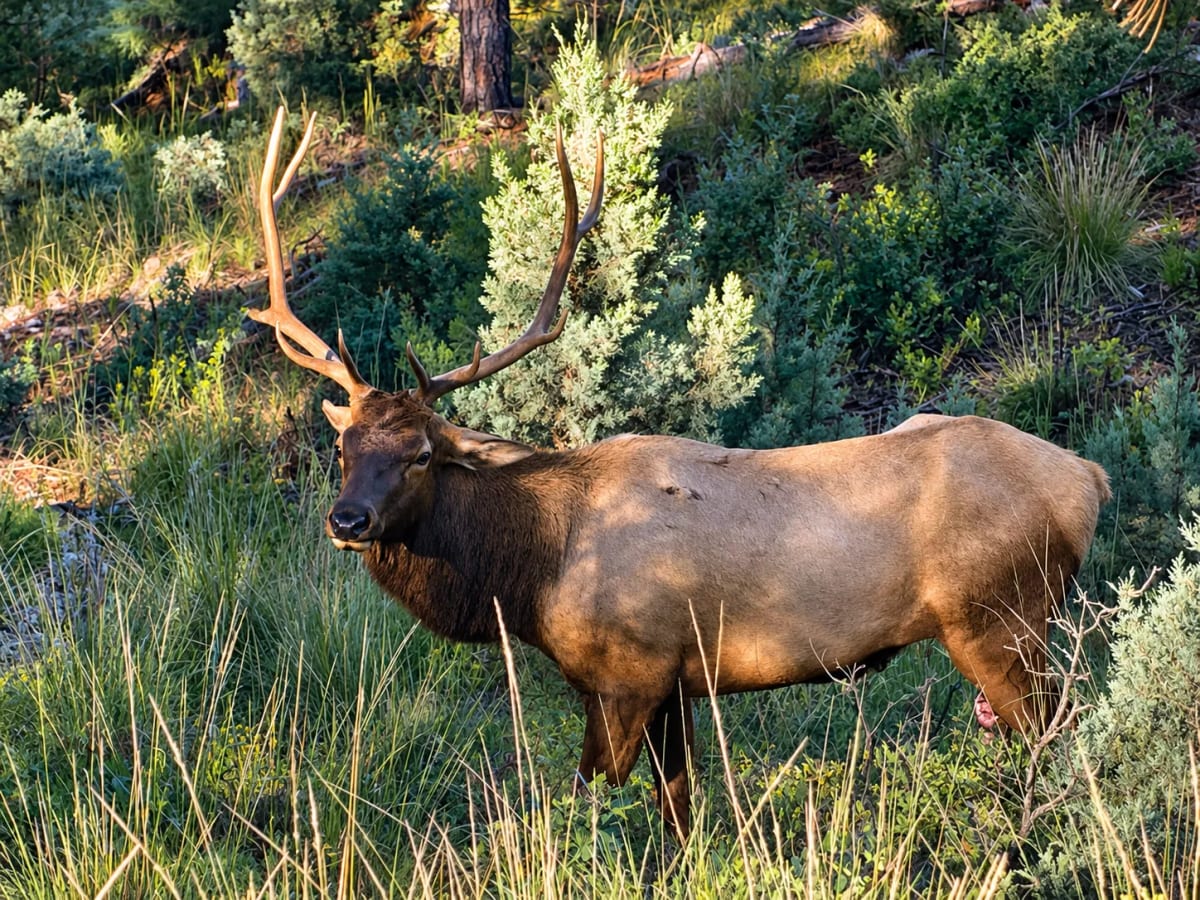 A bull elk standing in sunlit grass and juniper.