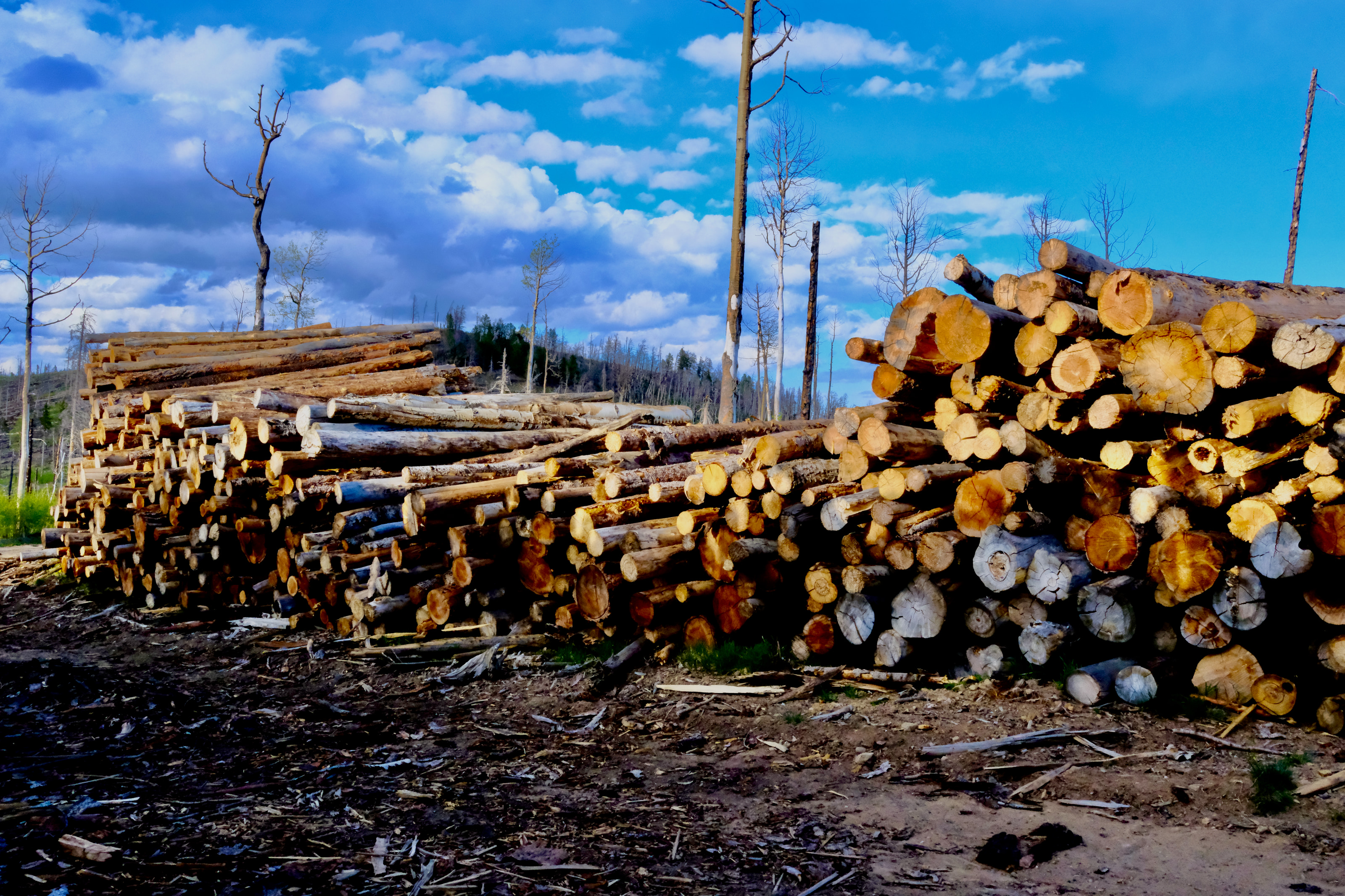 Stacked logs of low-value wood ready for processing.