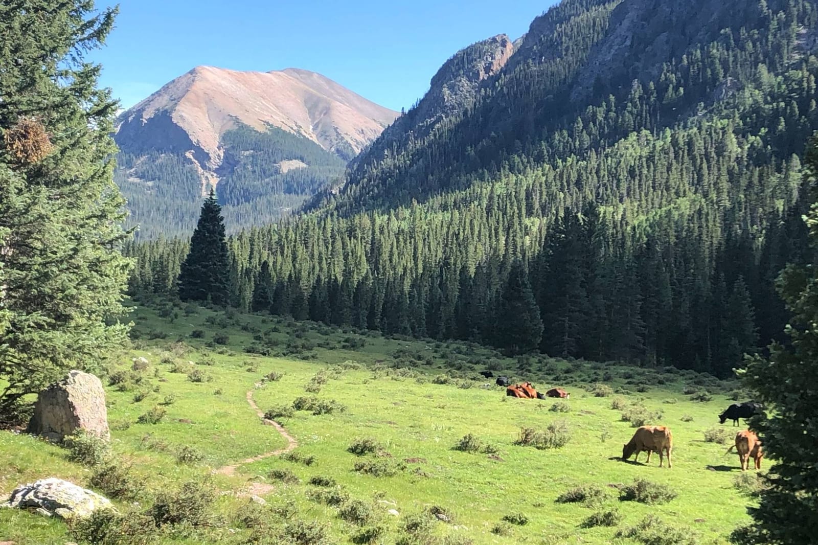 Cattle grazing in a green mountain meadow beneath forested slopes and a high peak.