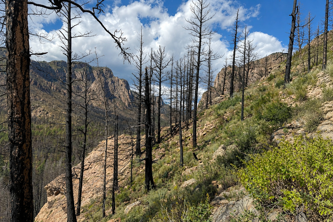 Burnt mountains of the Sierra del Norte, northern New Mexico