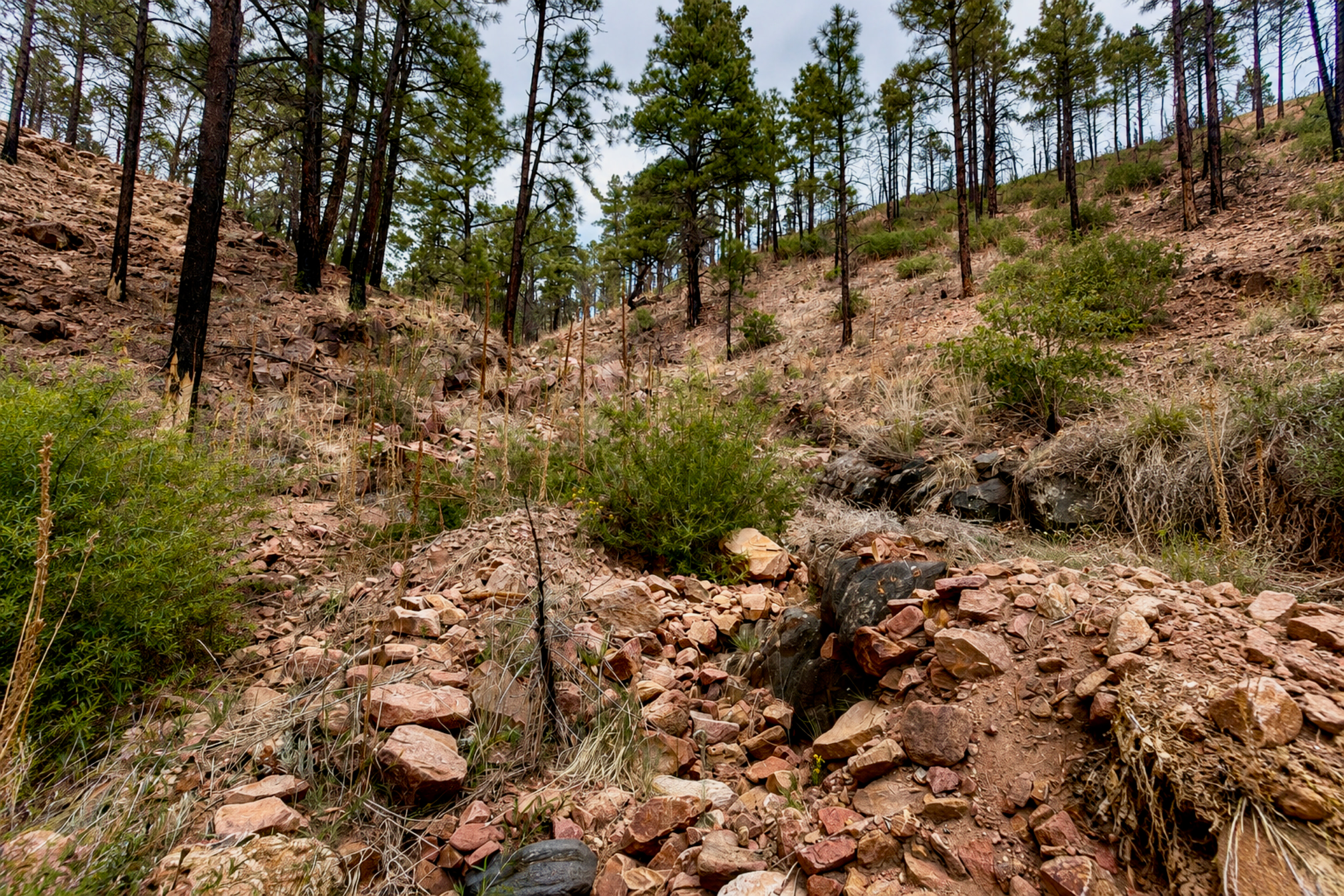 Eroded, burned hillside in the Sangre de Cristo mountains.